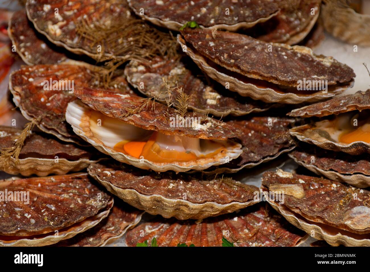 Oysters on the counter in wooden boxes on the market. Oysters for sale