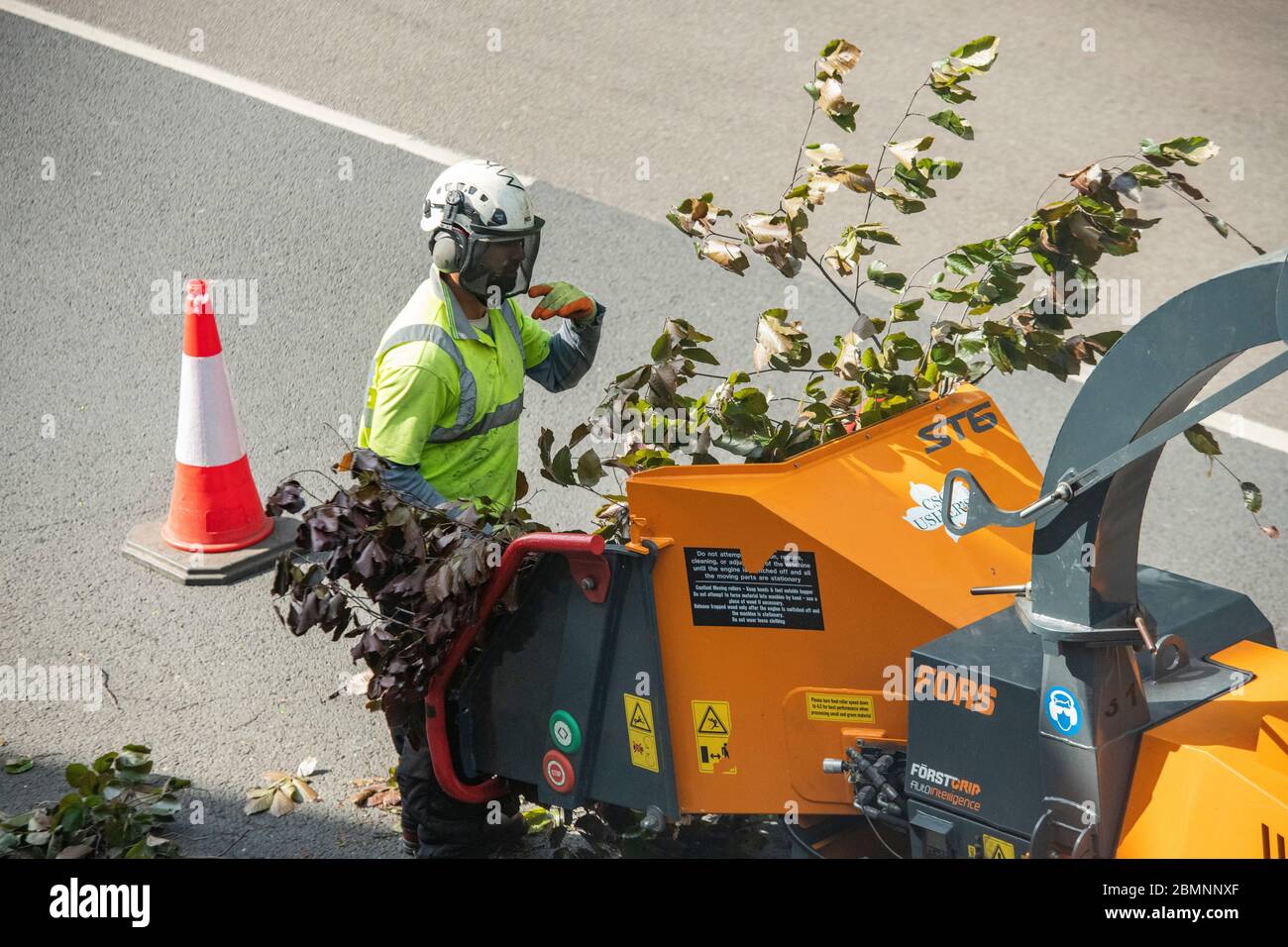 A tree surgeon recycles a beech tree in a shredder Stock Photo