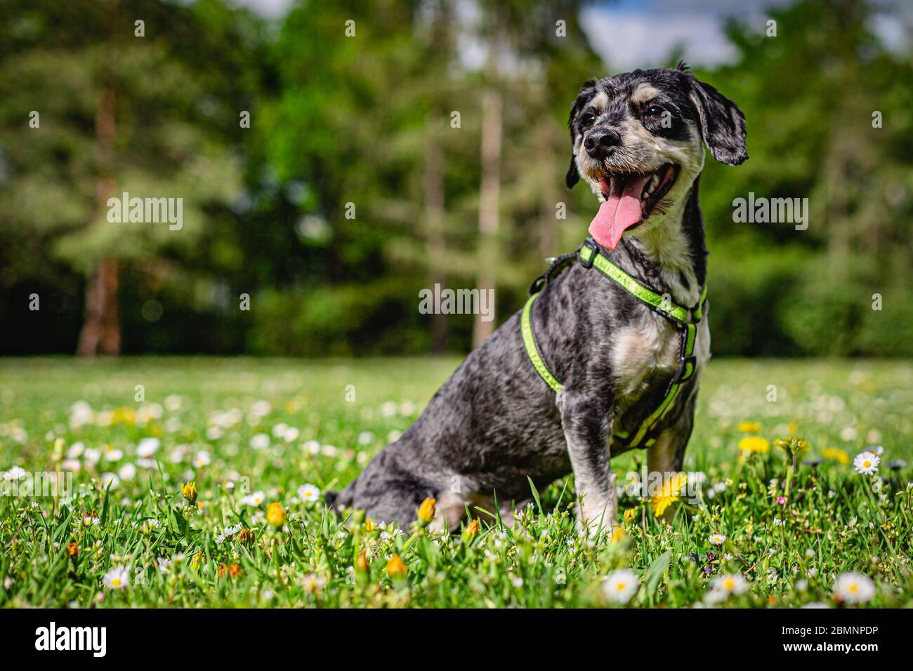 Portrait of a happy havanese dog with open mouth, sticking out a pink tongue, sitting on green grass with yellow dandelions and white daisy flowers. Stock Photo