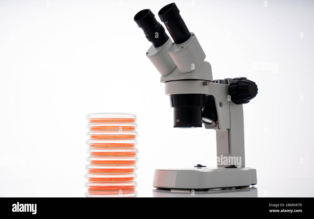 microscope, petri dishes in microbiological laboratory Stock Photo Alamy