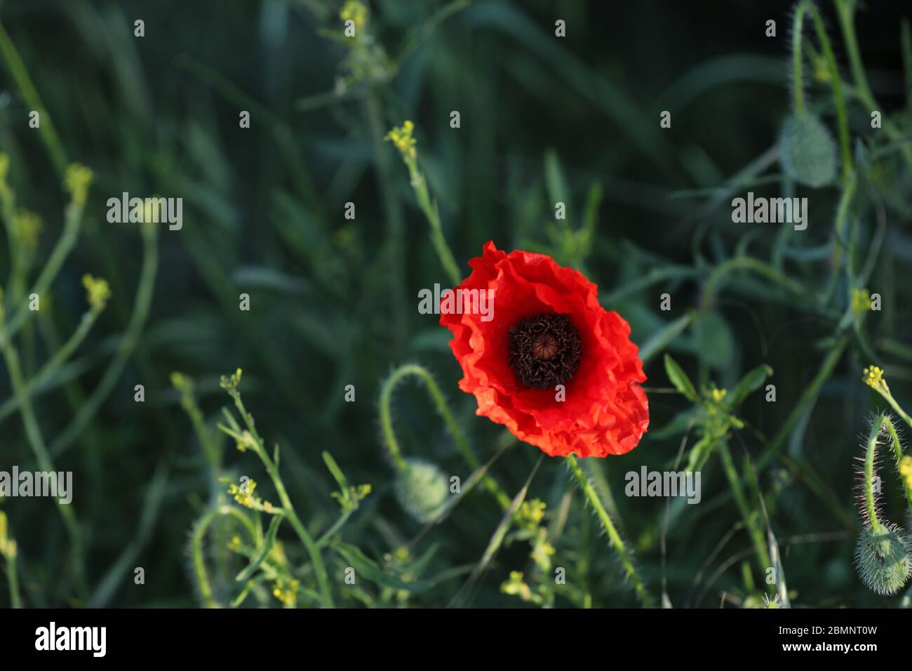Corn poppy Stock Photo