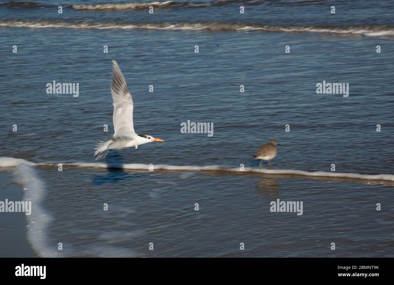 Seagulls flying outdoors at the ocean beach Stock Photo Alamy
