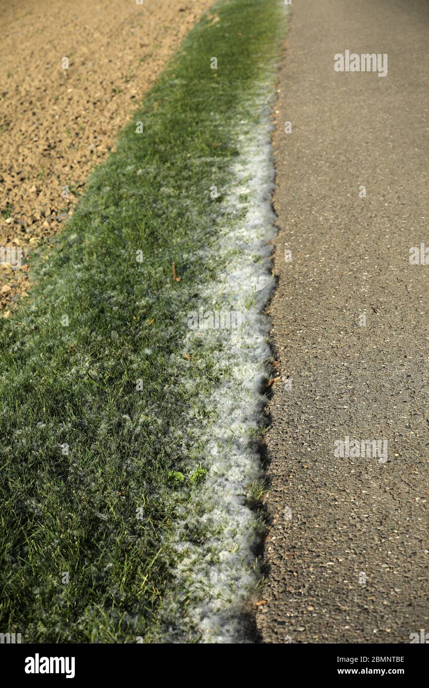 Pollen on the floor and the street Stock Photo - Alamy