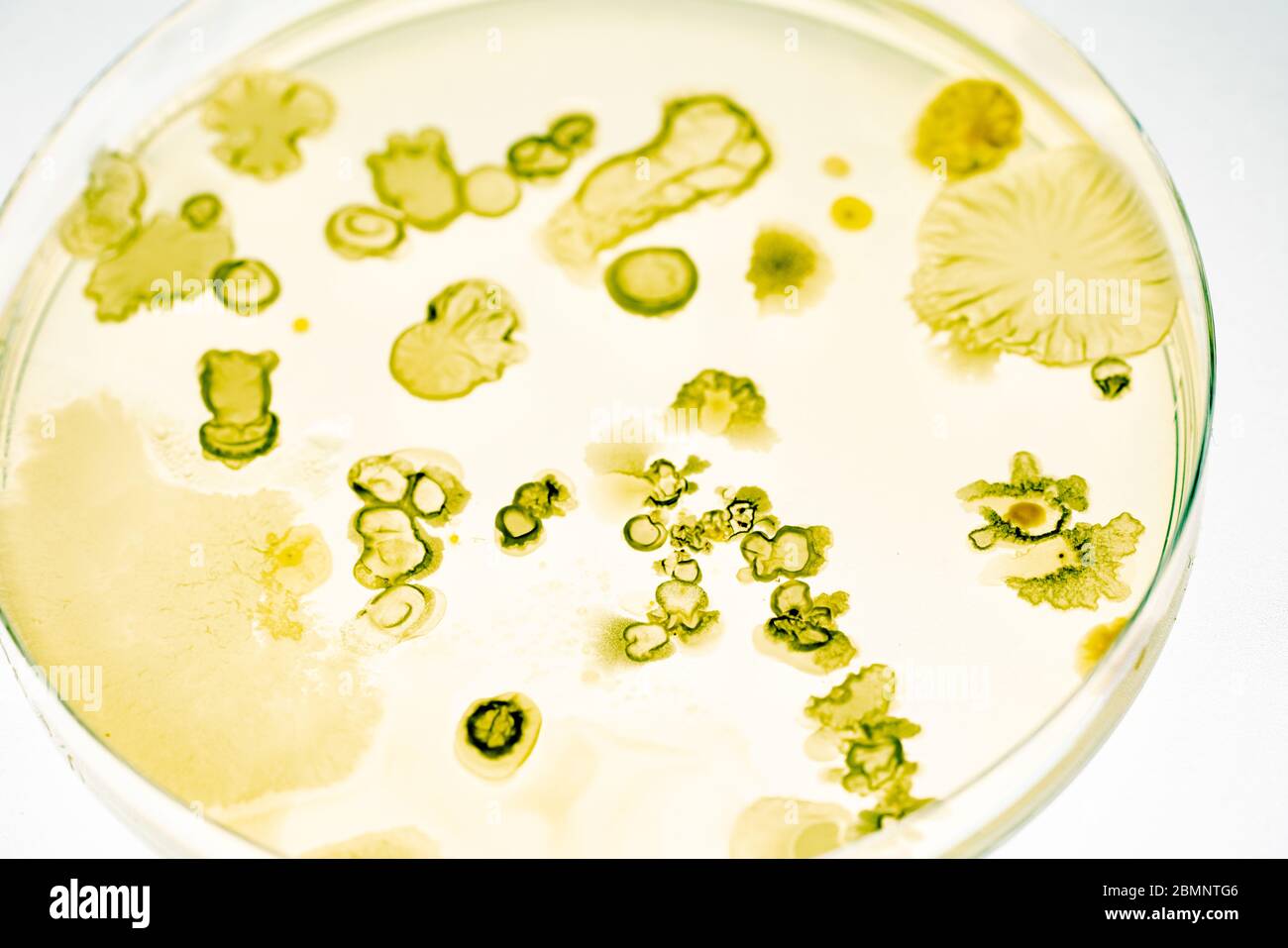 Growing Bacteria in Petri Dishes on agar gel Scientific experiment Stock Photo Alamy