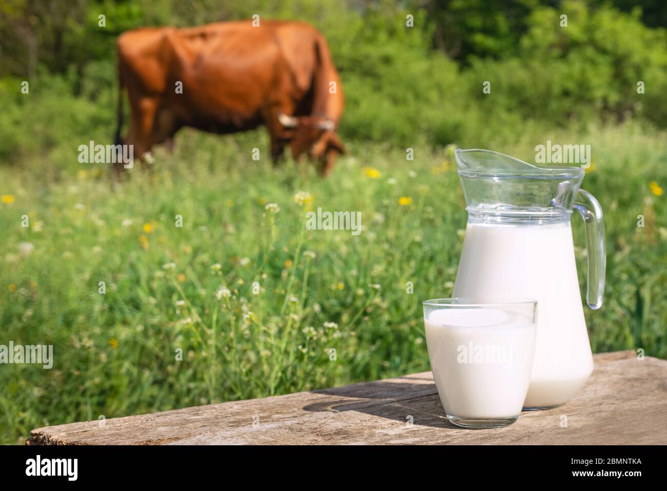 milk with cow on the background Stock Photo