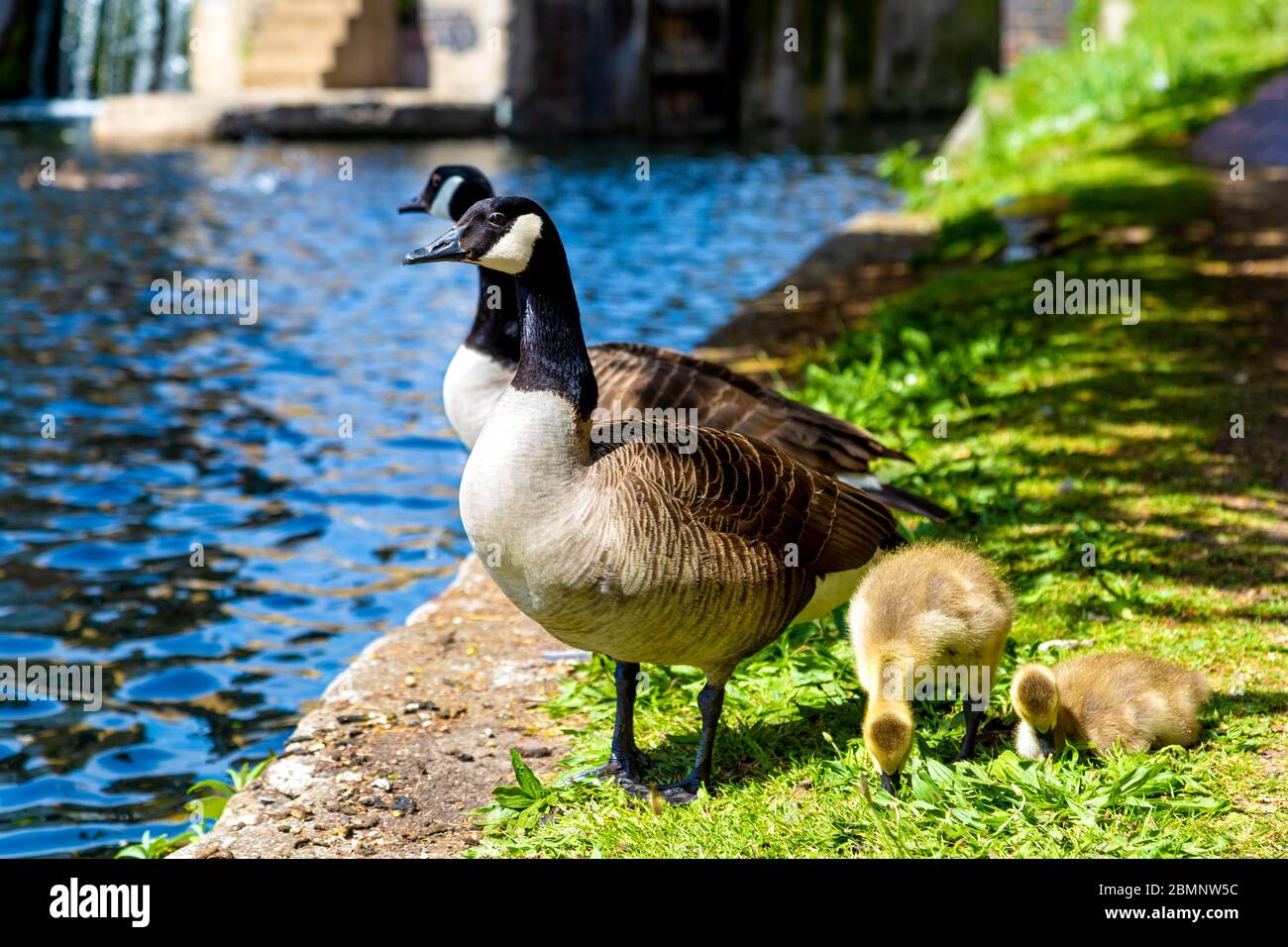 Family of geese by Regents Canal, London, UK Stock Photo