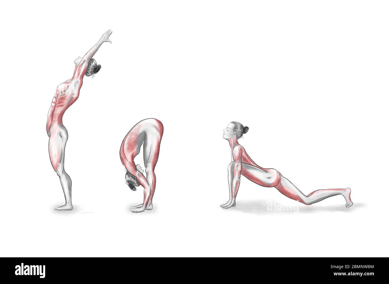 Illustration of the yoga poses (asanas Stock Photo - Alamy