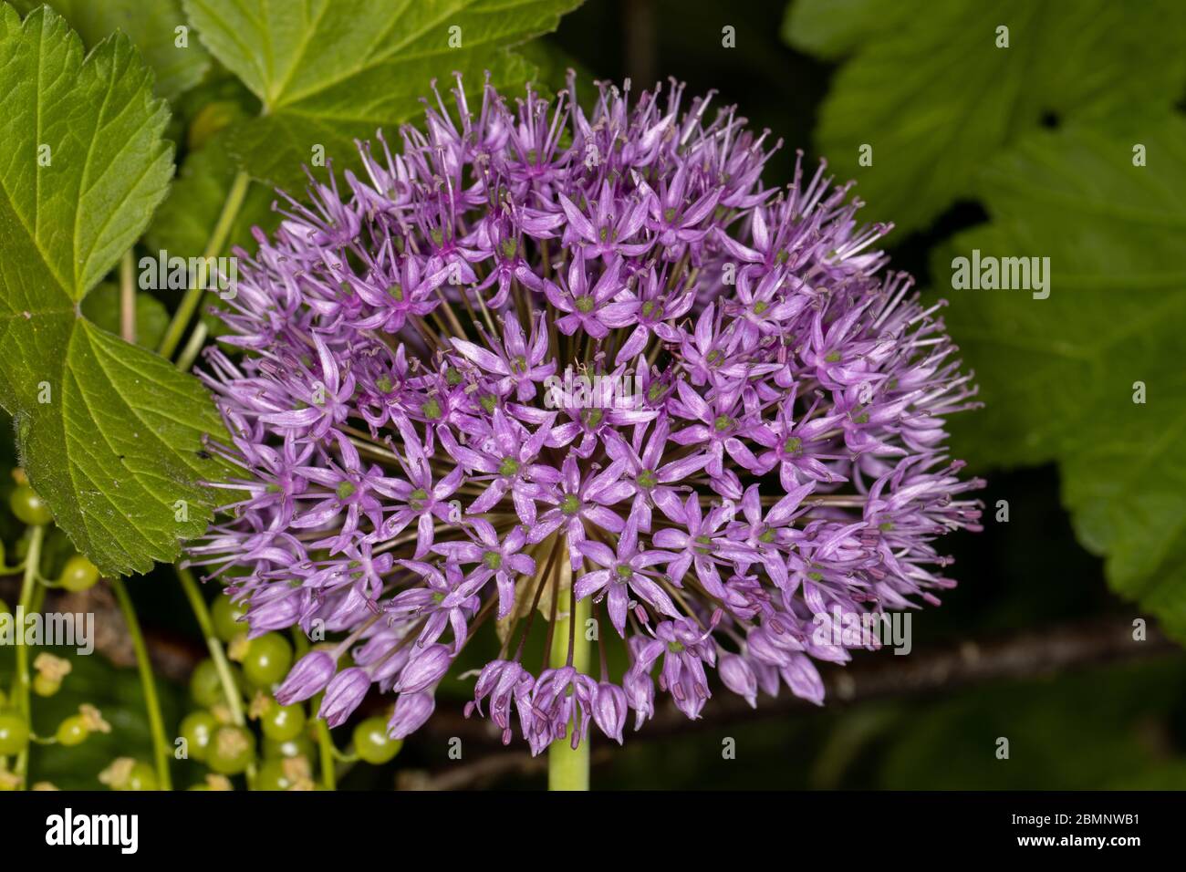 Blooming small purple flowers in vegetable garden Stock Photo