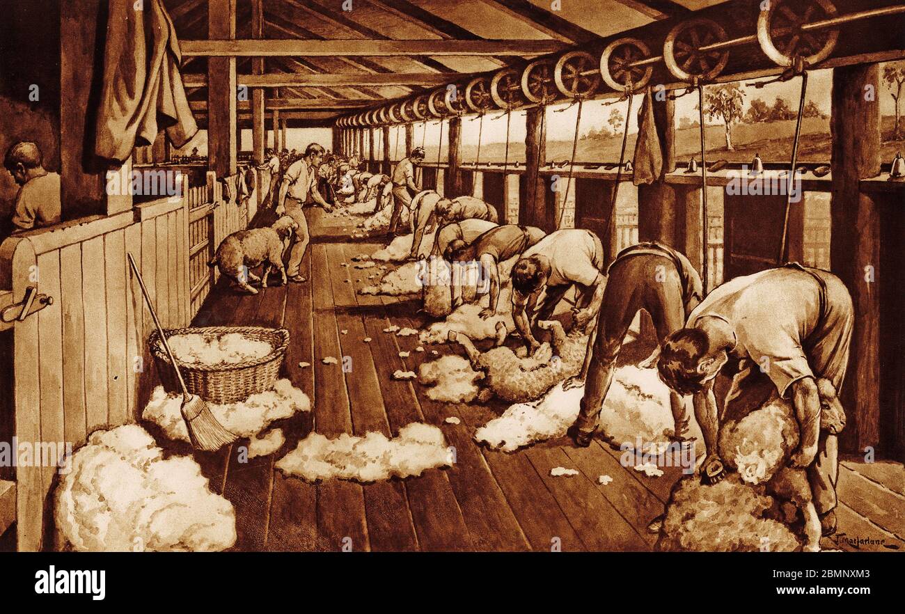 illustration of sheep shearing in Australia, from a set of school posters used for social studies, c 1930 Stock Photo