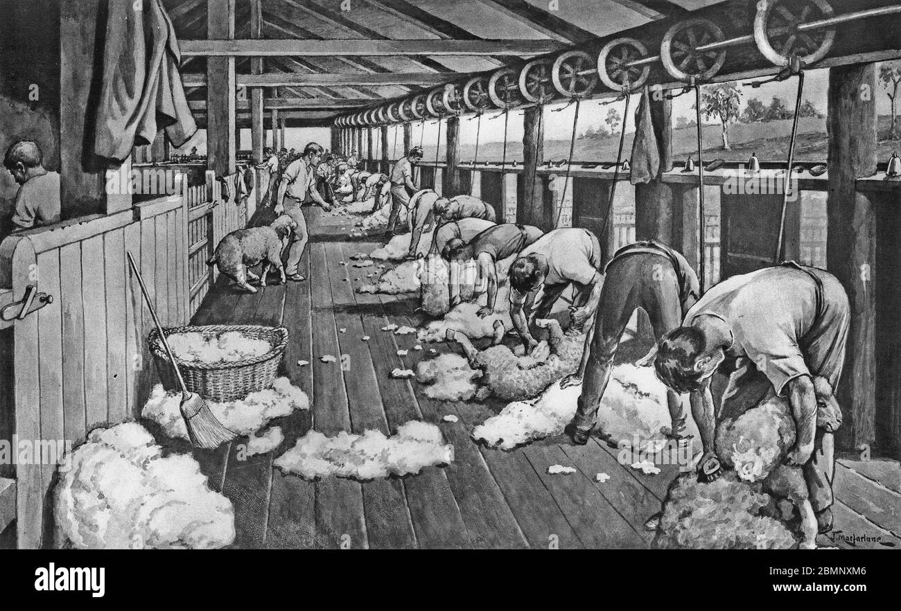illustration of sheep shearing in Australia, from a set of school posters used for social studies, c 1930 Stock Photo