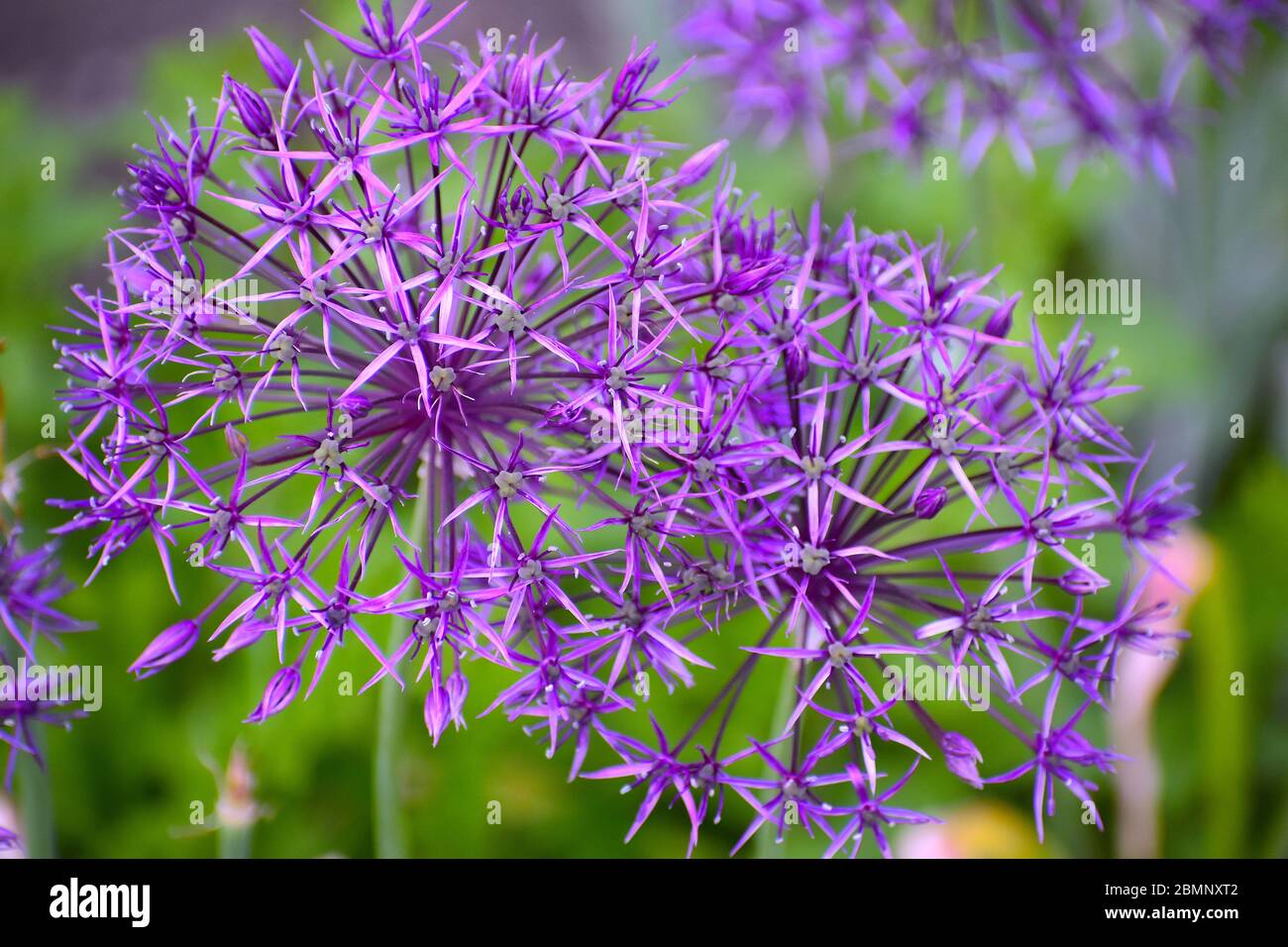 Allium Upright bulbous herbaceous perennial with strong onion garlic scent and star like flowers in rounded umbels of purple blooms on a leafless stem Stock Photo