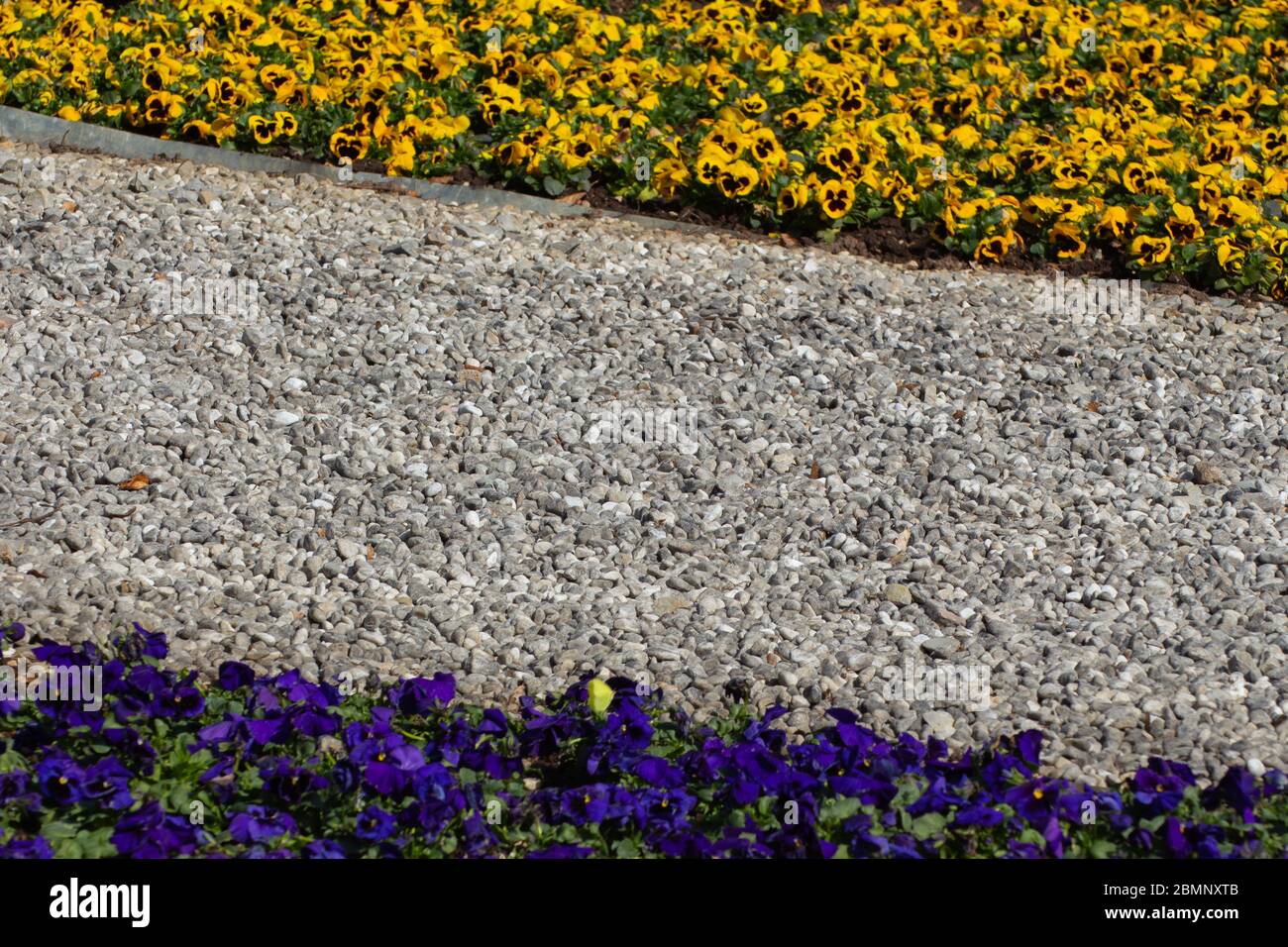 Metal edging separating gravel and blue and yellow pansies in a park, Viola tricolor Stock Photo