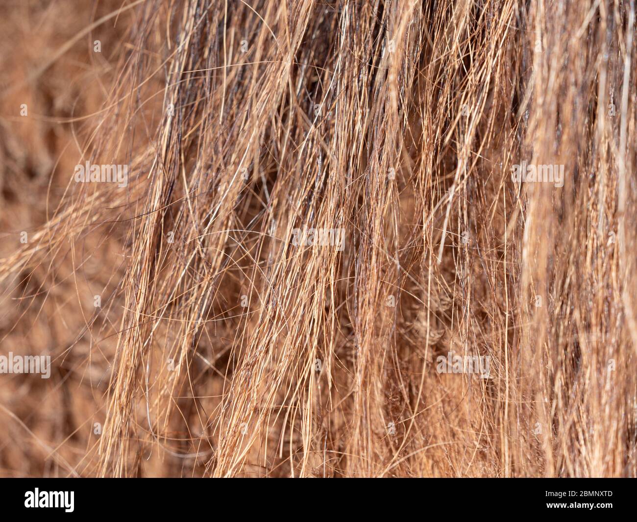Close up to light brown horse tail, back view to horse back. Long