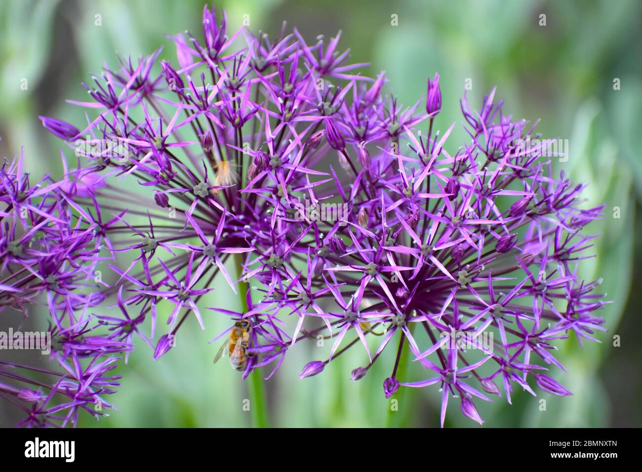 Allium blooms Ornamental onion garden plant grown for its flowers in purple shades If you wish to add it to the patio you should start bulbs in autumn Stock Photo