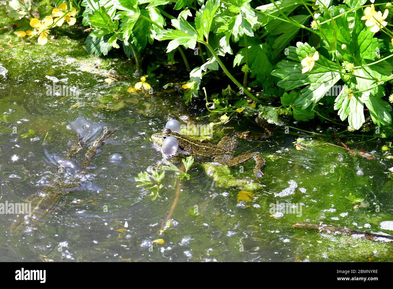 marsh frog, Seefrosch, Grenouille rieuse, Pelophylax ridibundus, tavi béka, Budapest, Hungary, Magyarország, Europe Stock Photo