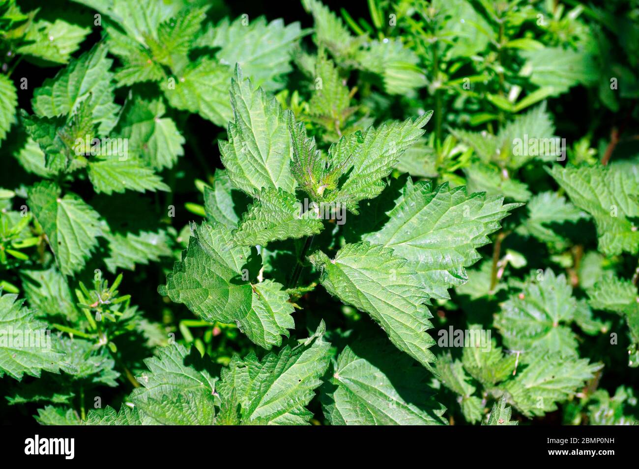 STINGING NETTLES (URTICA DIOICA Stock Photo - Alamy