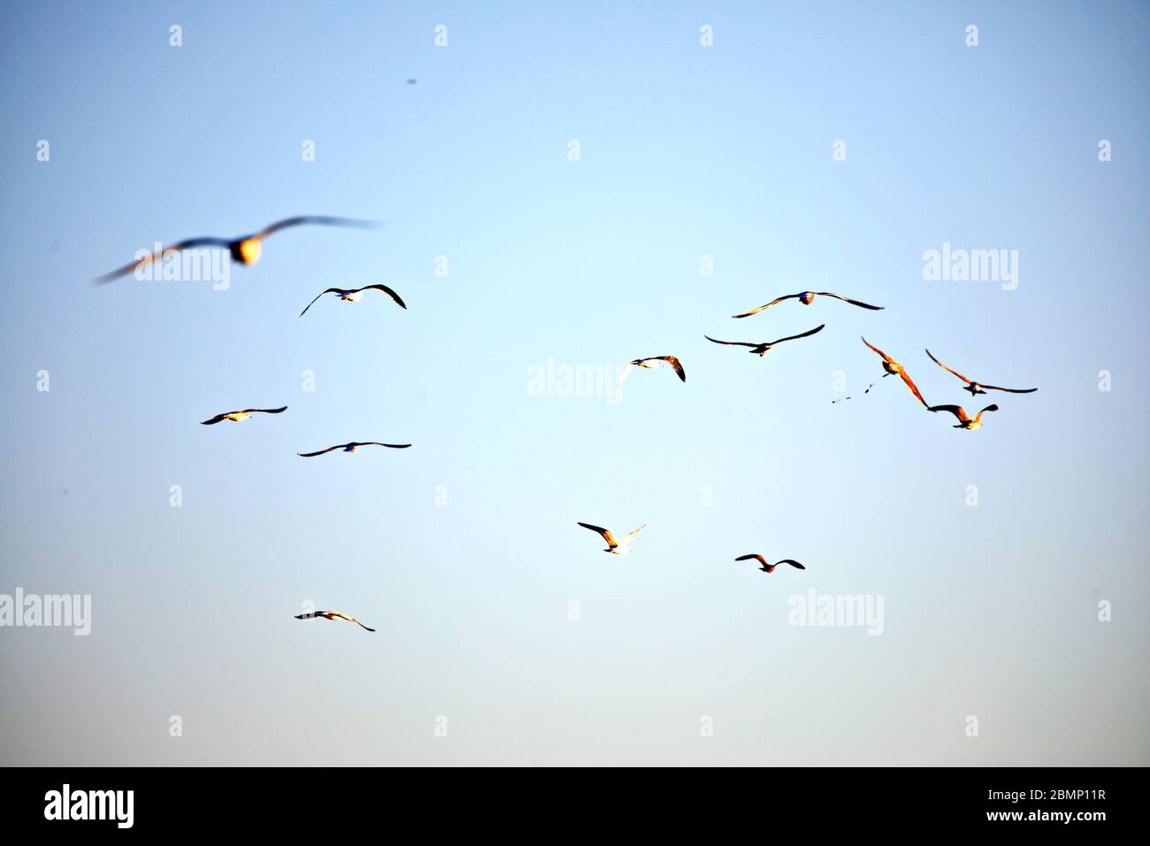 flock of seagulls Stock Photo