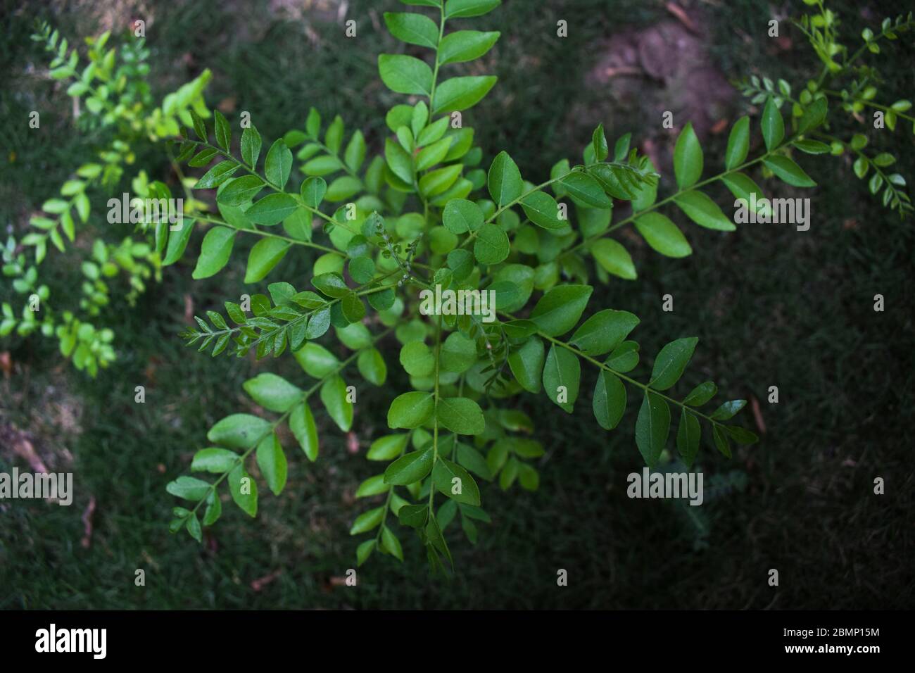 Curryblatter hires stock photography and images Alamy