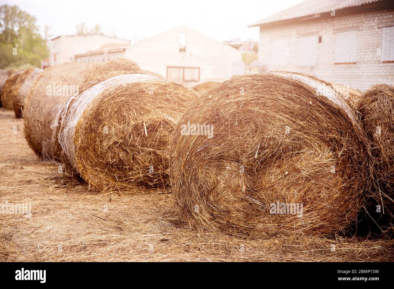 Bale of hay lies on farm, animal feed for cows and horses Stock Photo - Alamy Bale of hay lies on farm, animal feed for cows and horses Stock Photo - Alamy