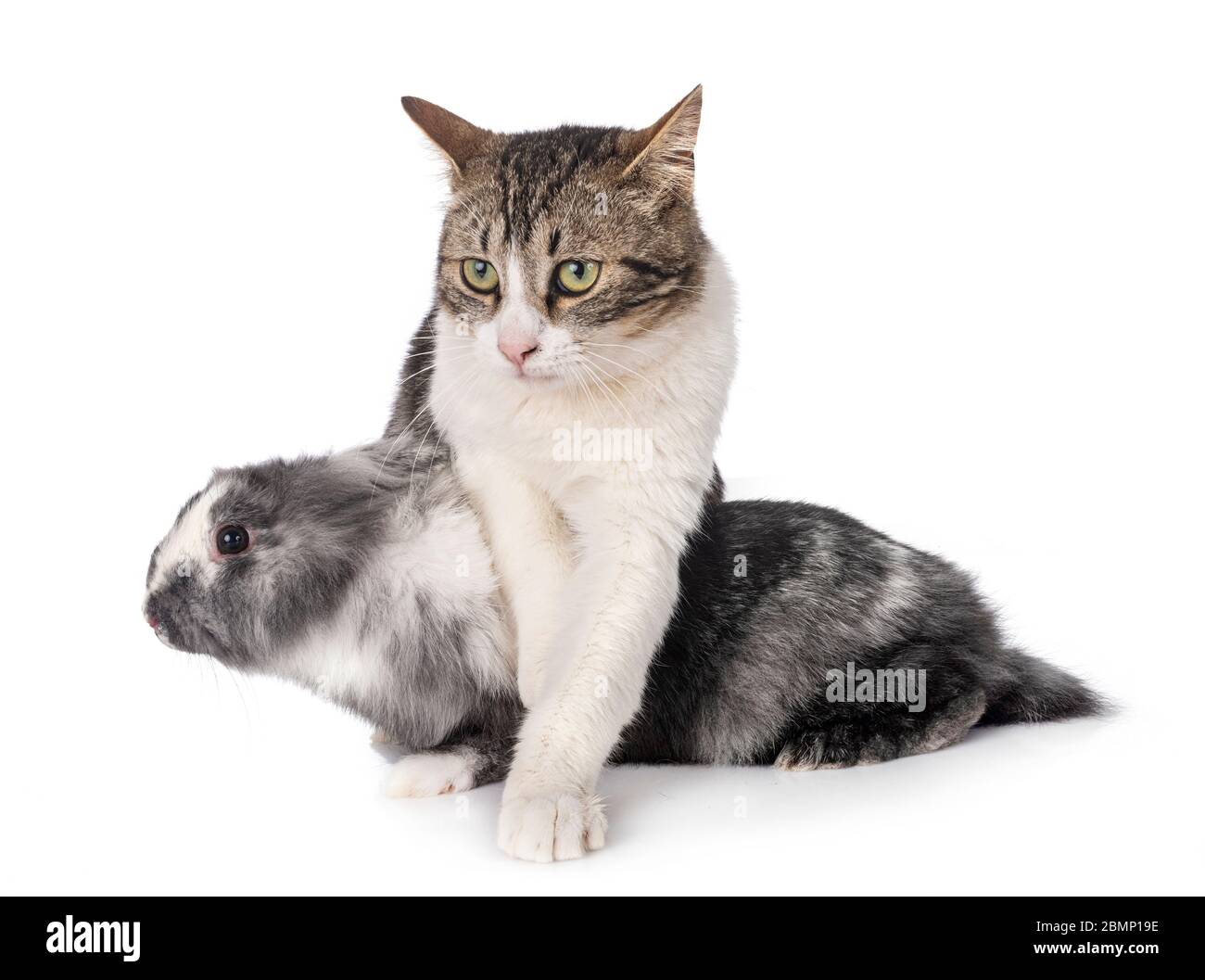 dwarf rabbit and cat in front of white background Stock Photo Alamy