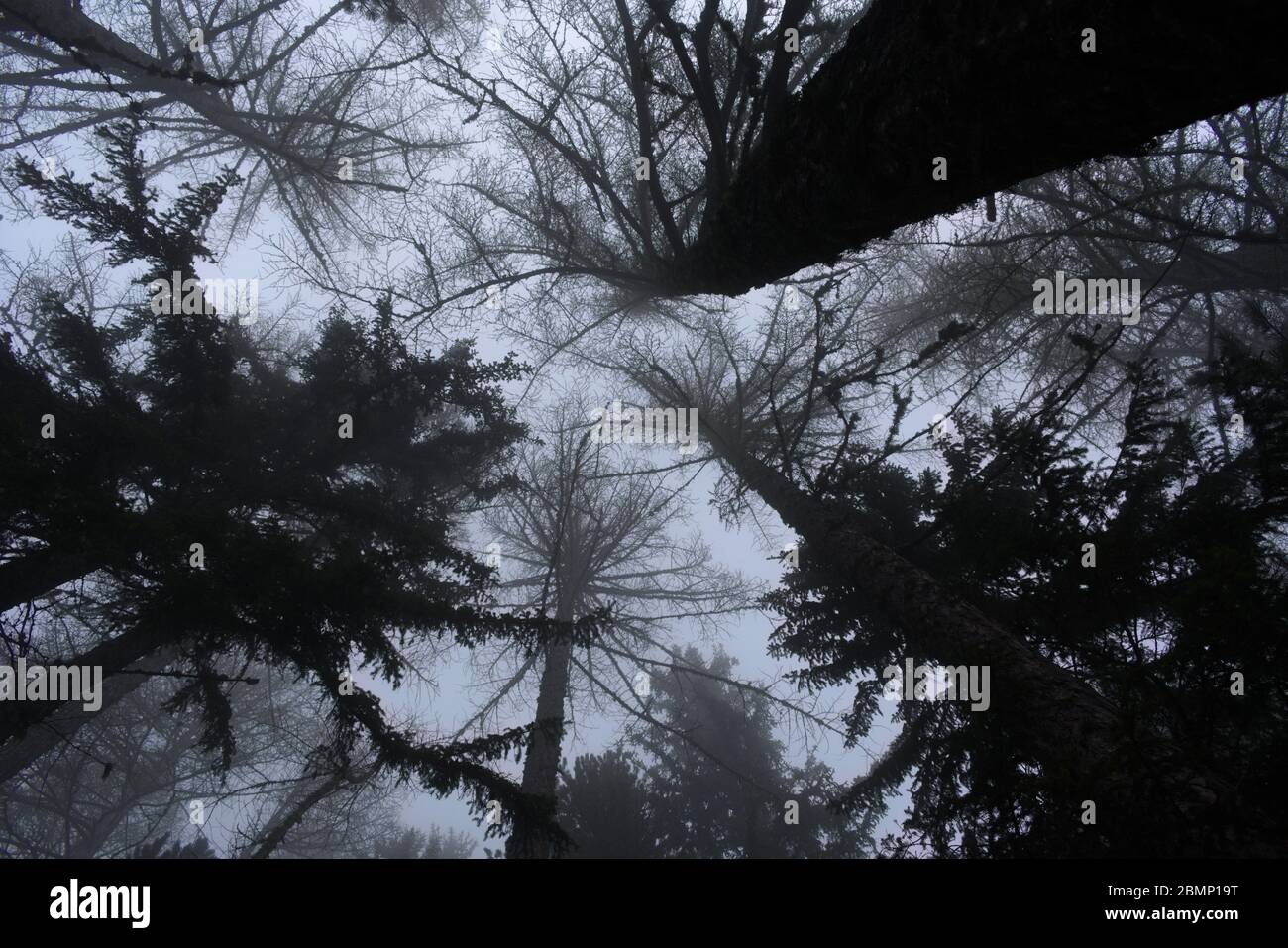 Trees with foggy background hi-res stock photography and images - Alamy