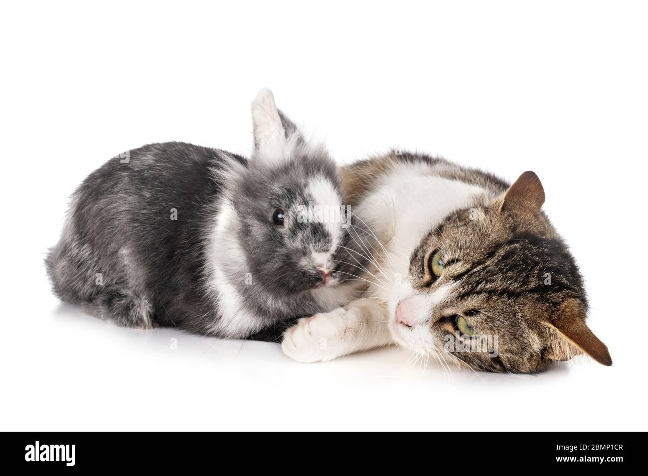 dwarf rabbit and cat in front of white background Stock Photo Alamy