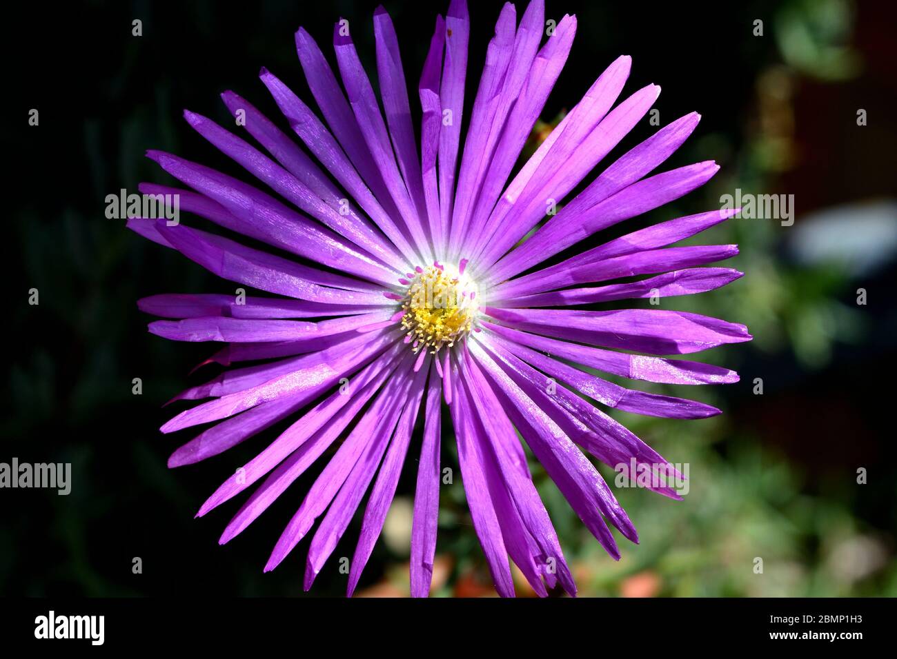 A closeup of freshly blossomed lampranthus roseus flowers, illuminated by the spring sun Stock Photo