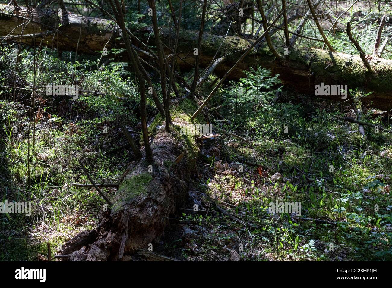 Decomposing moss covered fallen trees Uutela recreational ground in Vuosaari district of Helsinki, Finland Stock Photo