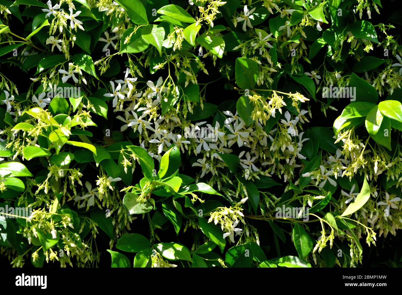 A closeup of freshly blossomed trachelospermum jasminoides flowers, illuminated by the spring sun Stock Photo