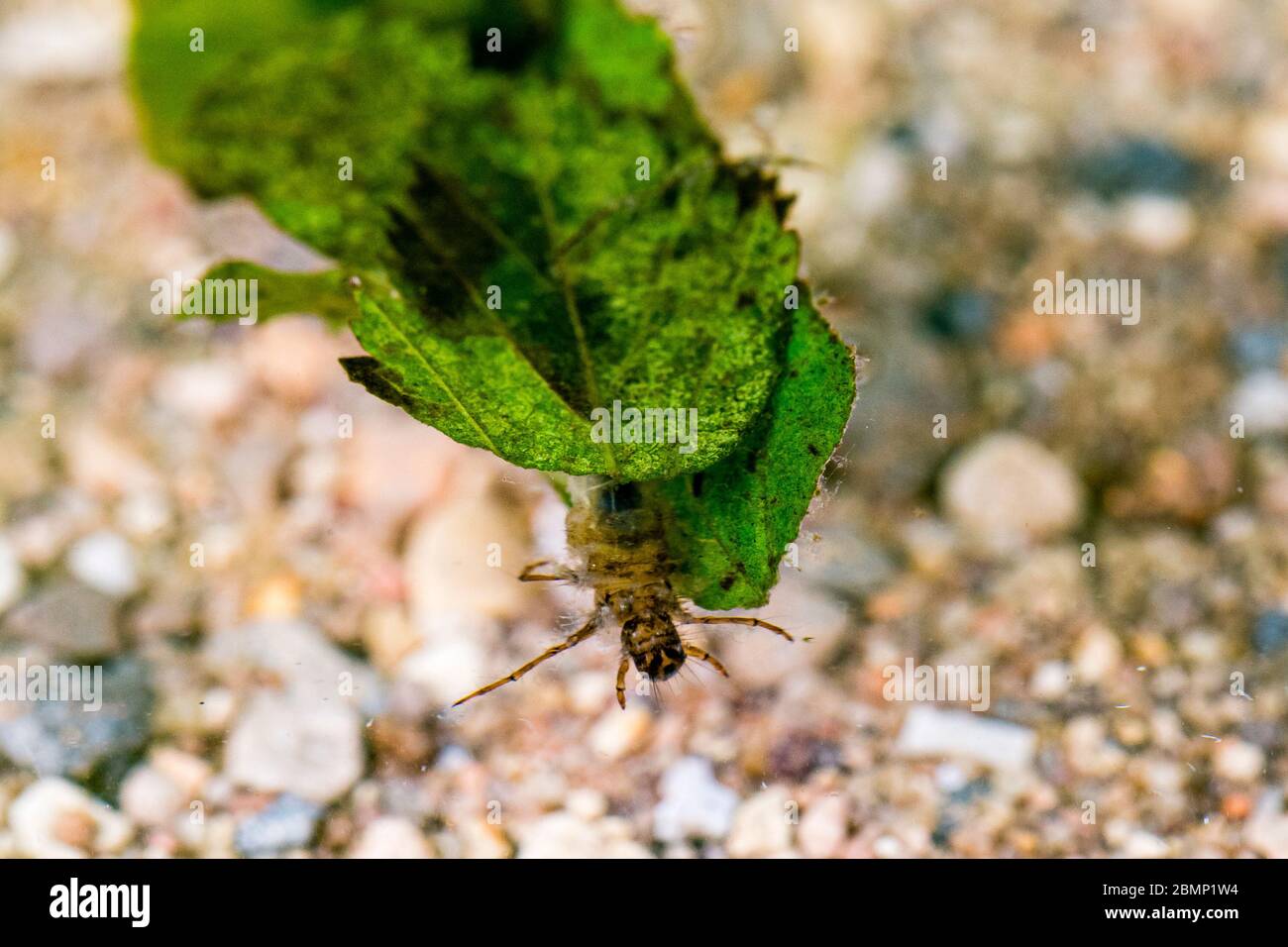 A caddis fly larva photographed in a controlled set up and then