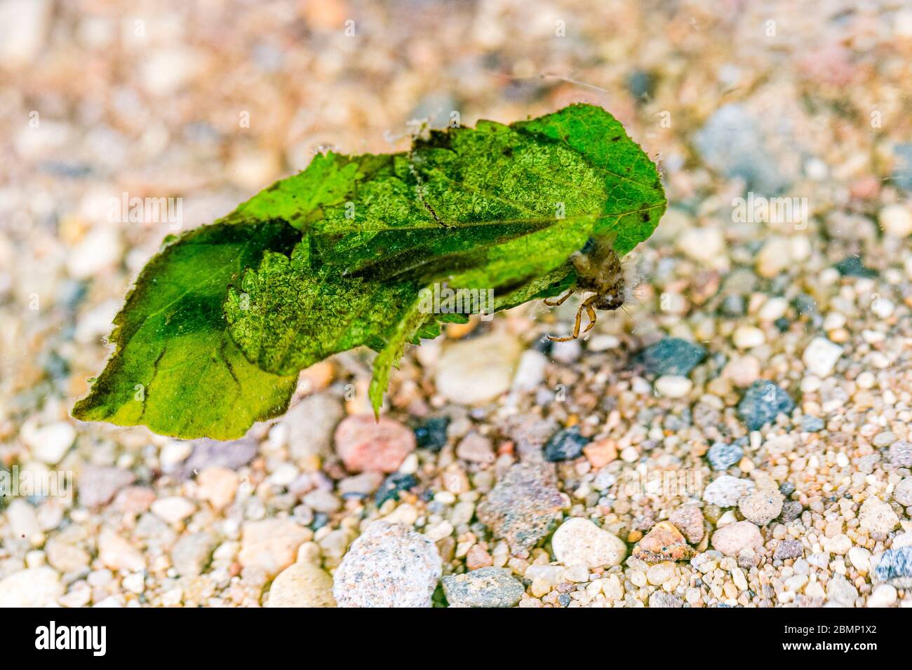 A caddis fly larva photographed in a controlled set up and then