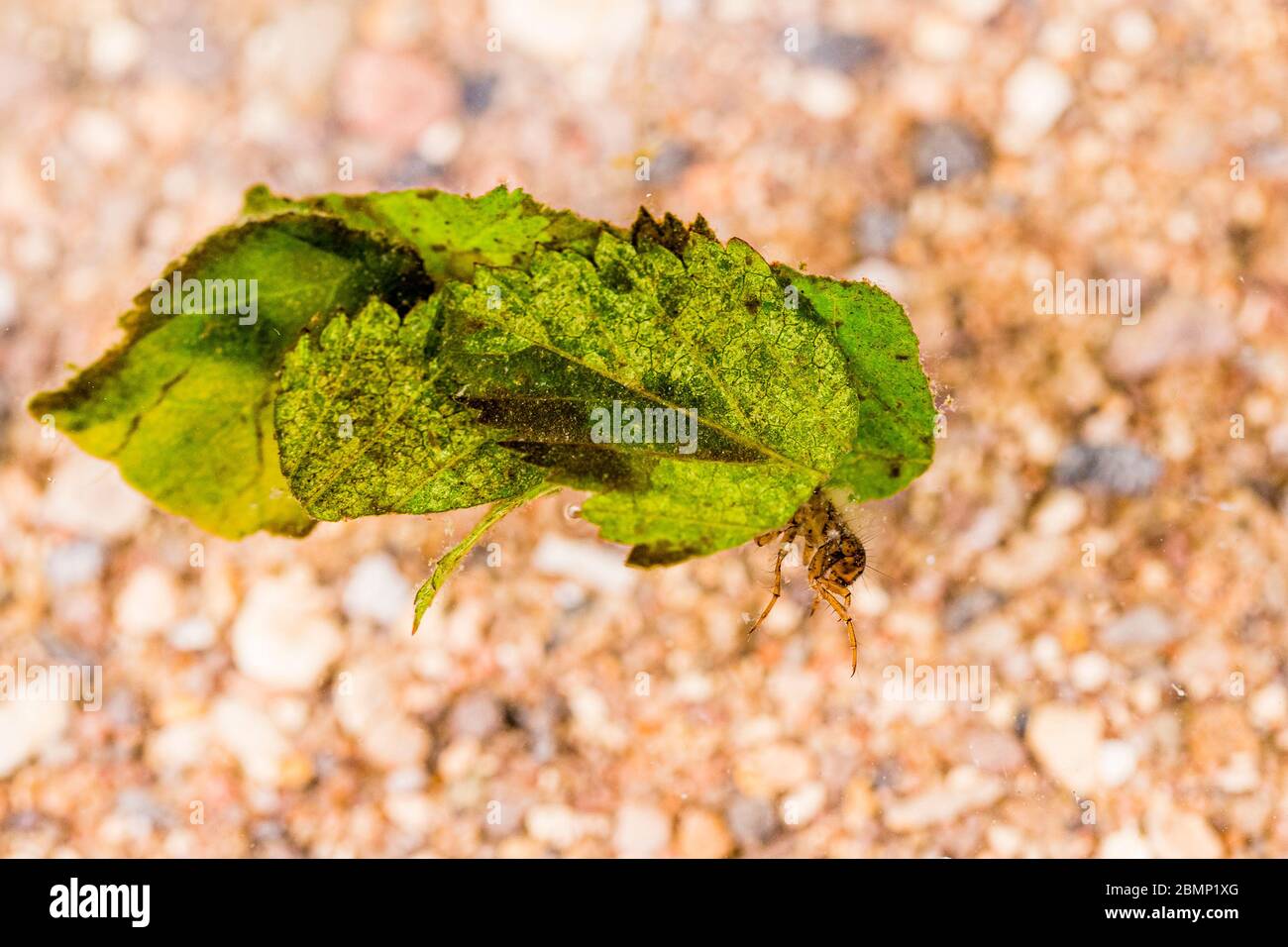 A caddis fly larva photographed in a controlled set up and then released back to the pond. Stock Photo