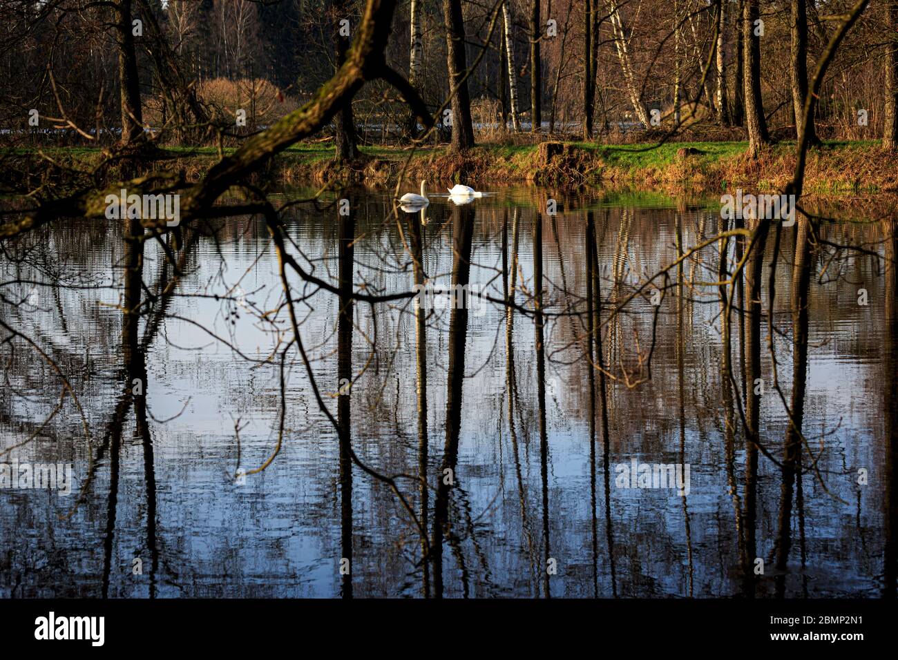 two swans swimming at sunrise at skylakes Plothen, Germany Stock Photo