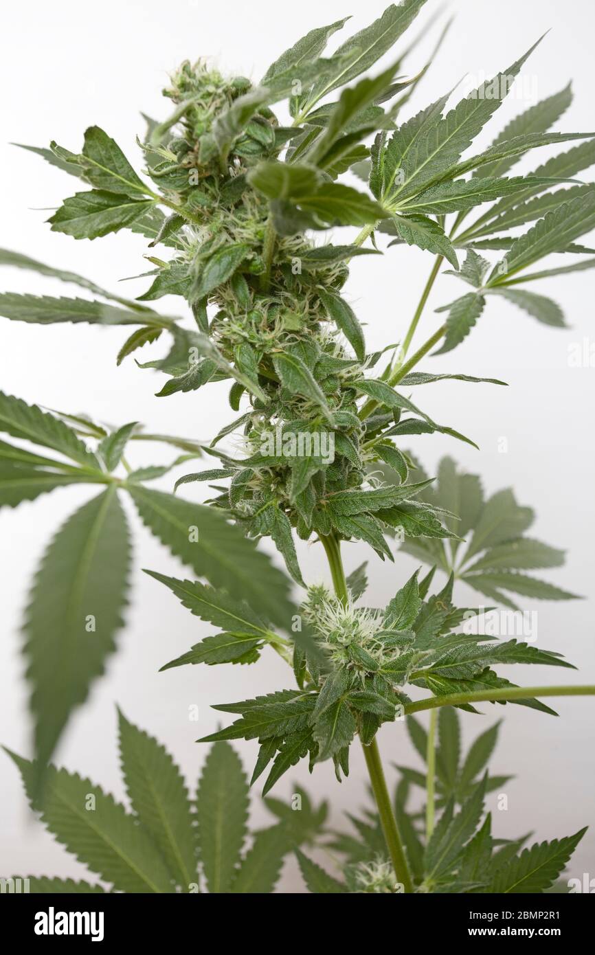 Cannabis plant close up on isolated white background Stock Photo