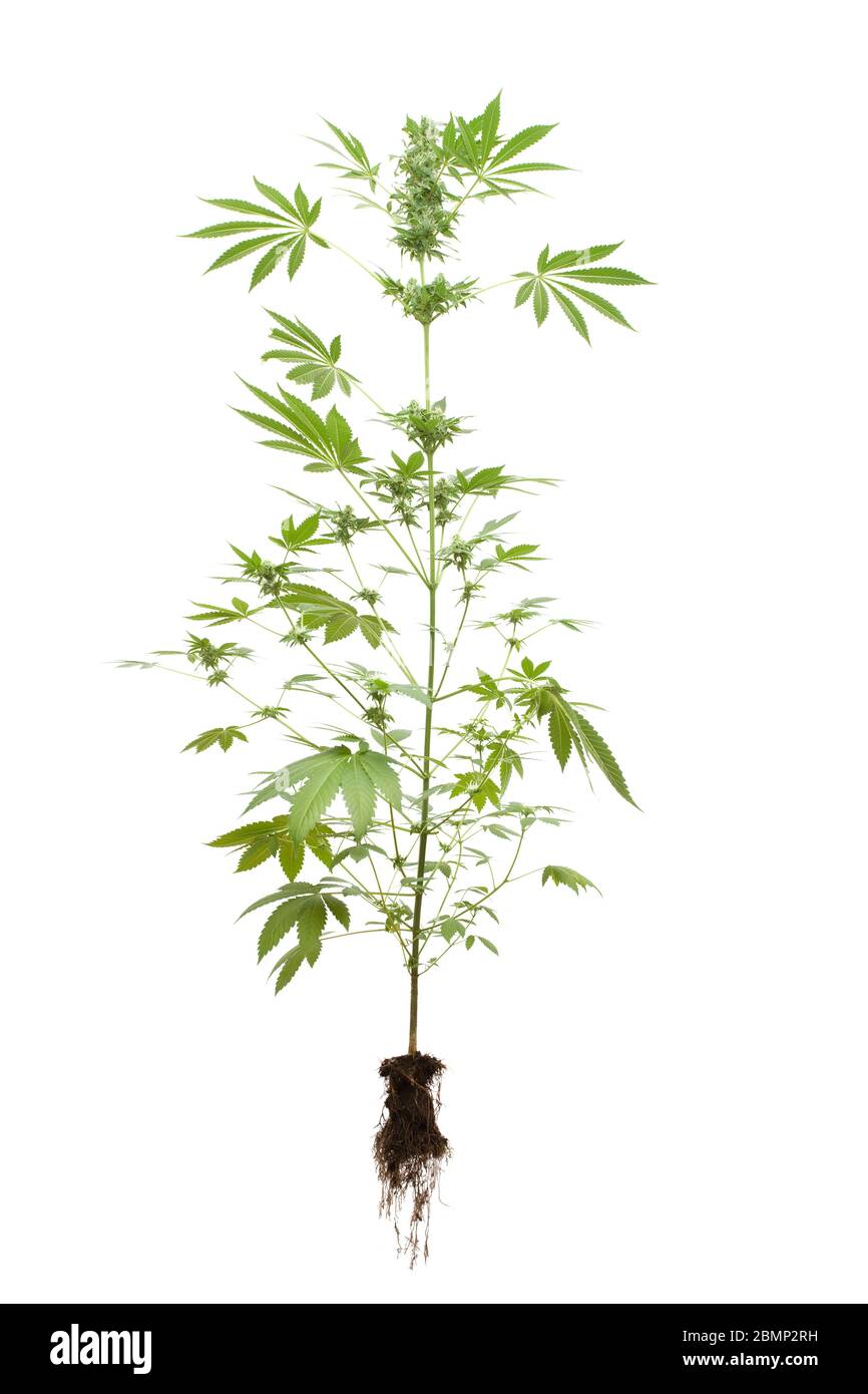 Whole Cannabis plant with roots on isolated white background Stock Photo