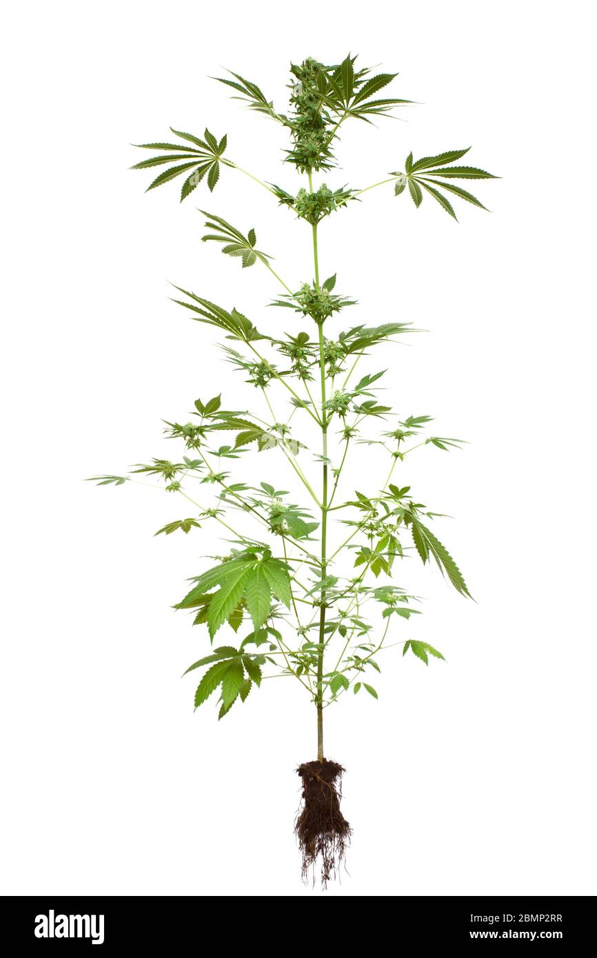 Whole Cannabis plant with roots on isolated white background Stock Photo