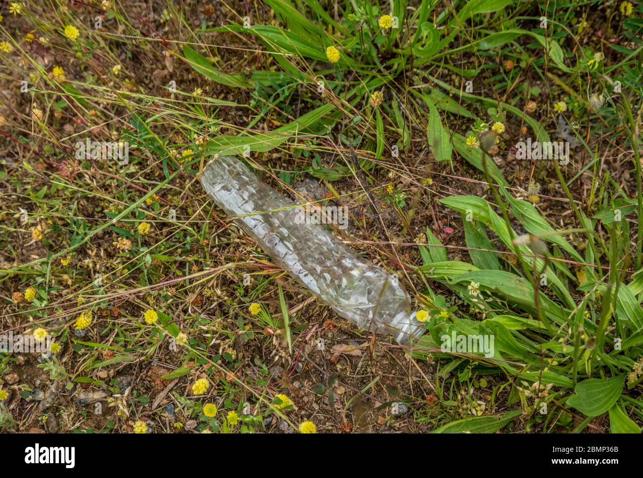 A empty used discarded recyclable plastic bottle dumped along the roadside crumpled among the weeds on the ground polluting the earth Stock Photo