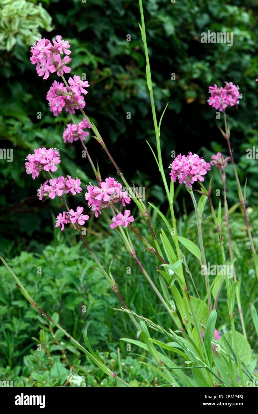 Gewöhnliche Pechnelke (Silene viscaria) , Blütenstand mit rosa Blüten Stock Photo