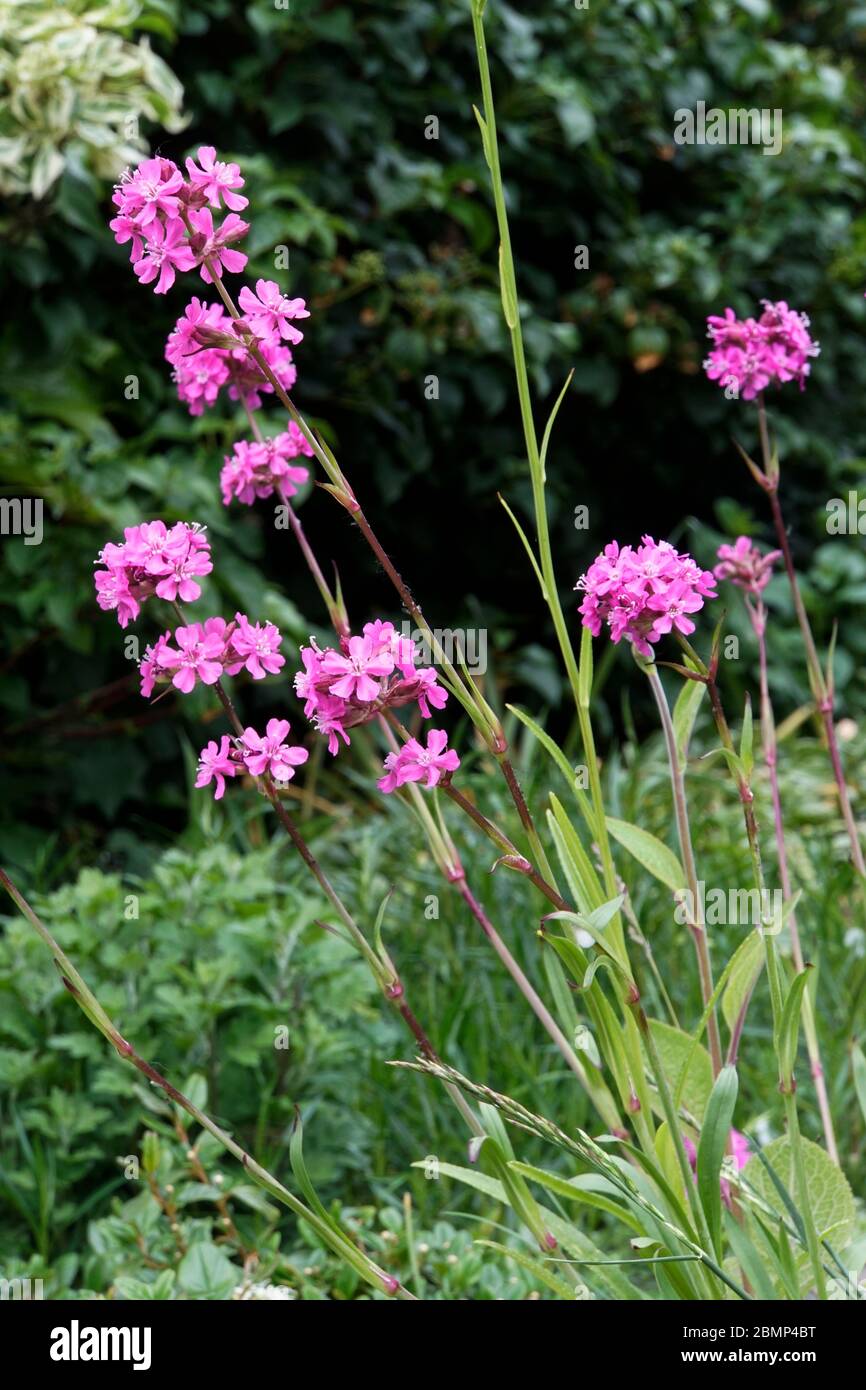 Gewöhnliche Pechnelke (Silene viscaria) , Blütenstand mit rosa Blüten Stock Photo