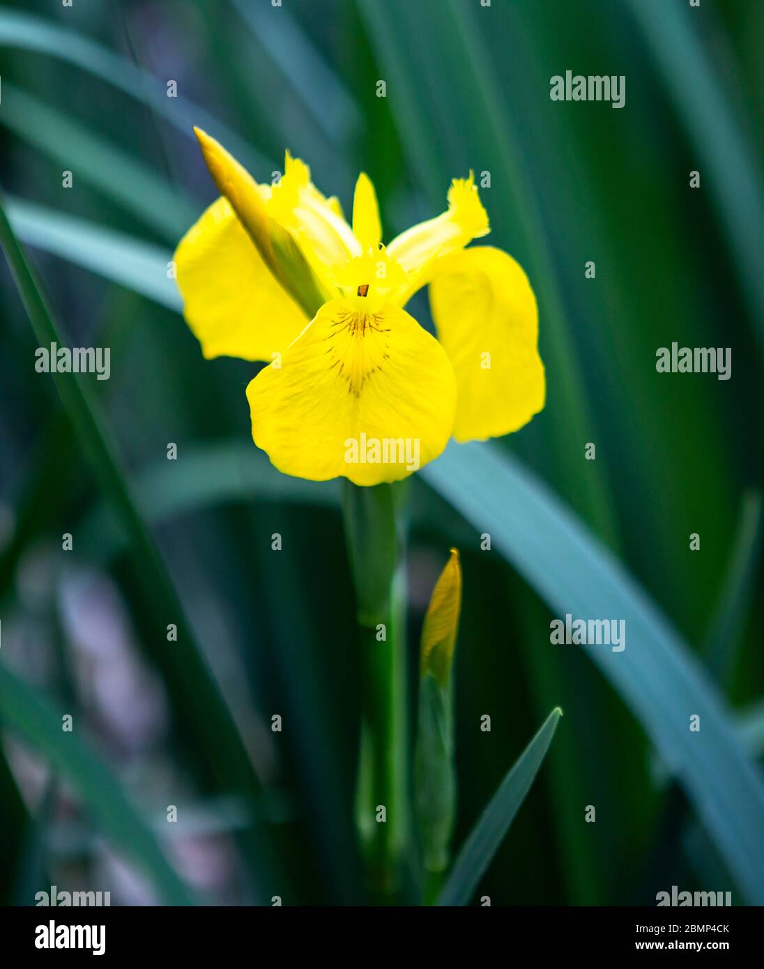 Yellow Iris Stock Photo