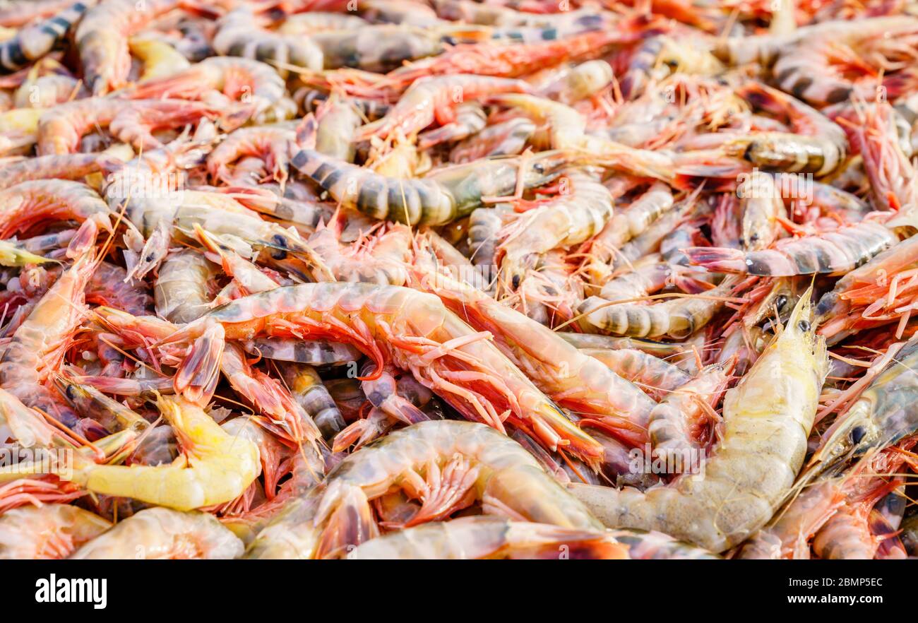 Fresh shrimp harvest at a market in Chittagong, Bangladesh Stock Photo