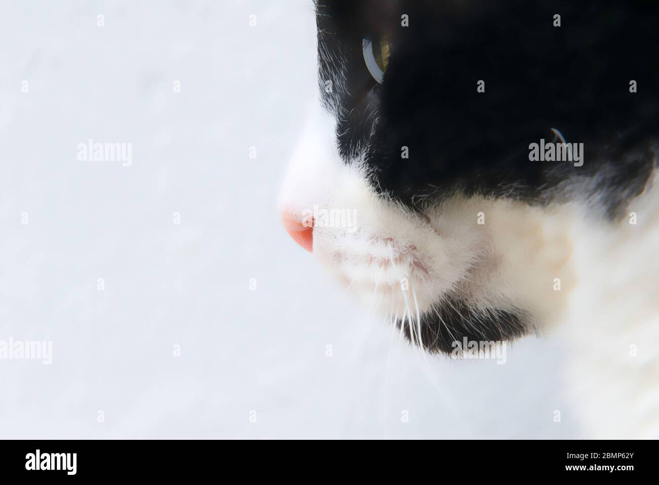 Close up portrait of black and white cat Stock Photo - Alamy