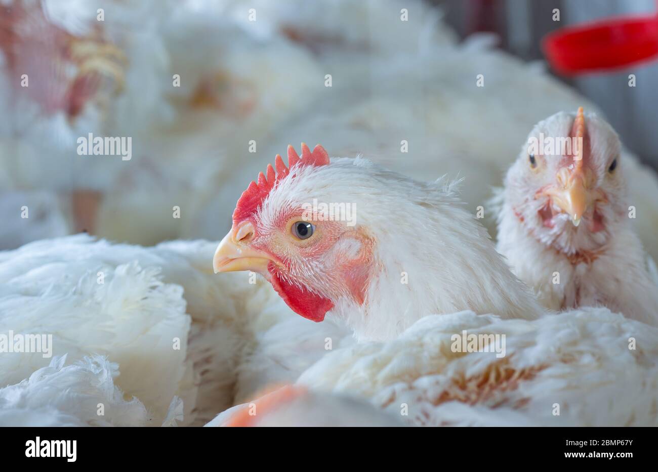 chicken and chicken production at the poultry farm Stock Photo - Alamy