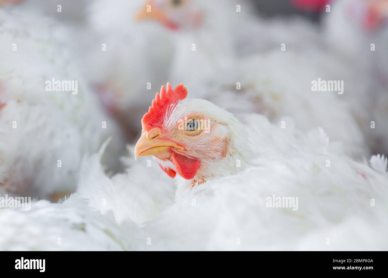 chicken and chicken production at the poultry farm Stock Photo - Alamy