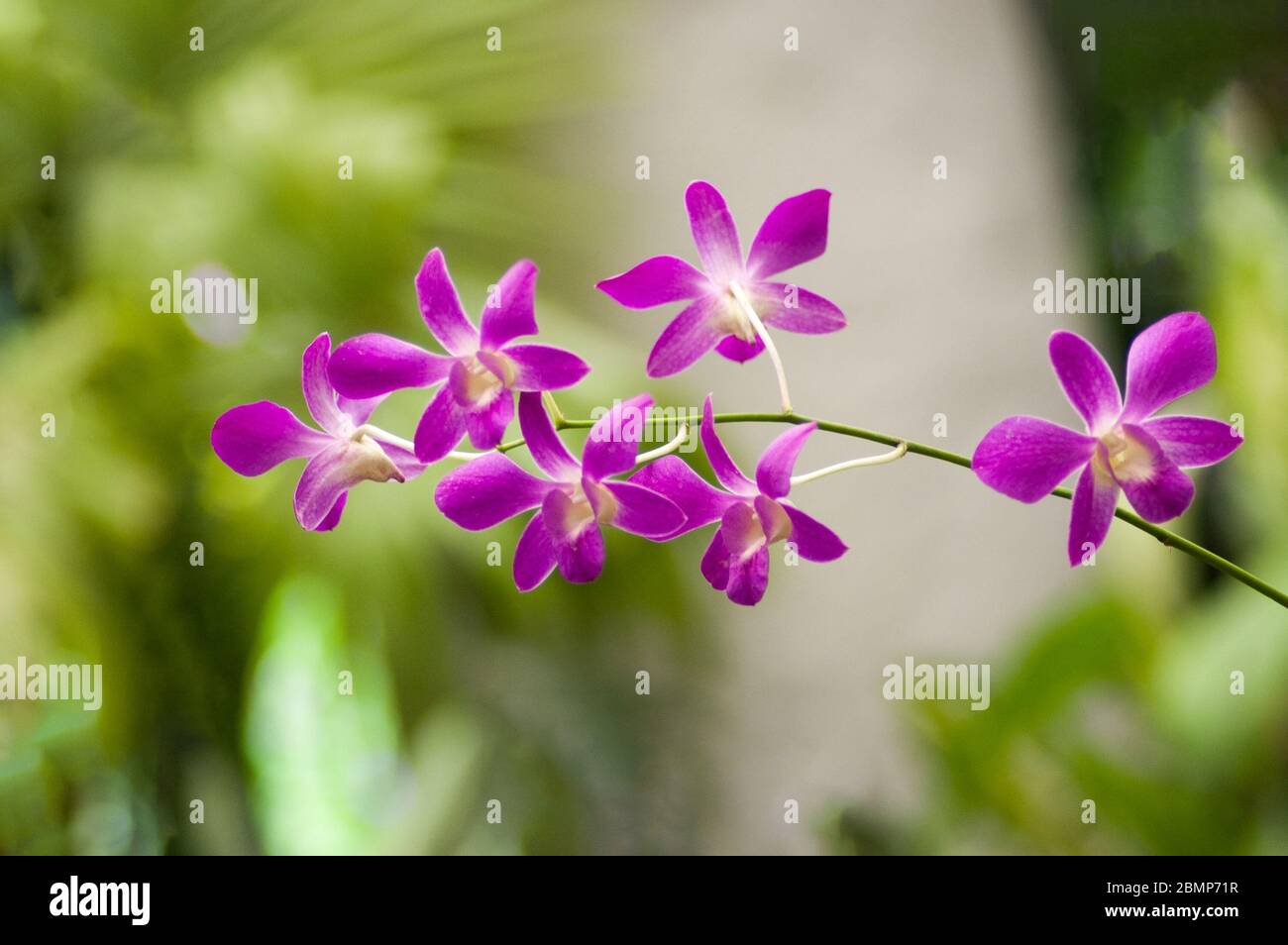 Natural Pink and Violet Epidendrum and epiphytic orchids on a greenish background Stock Photo
