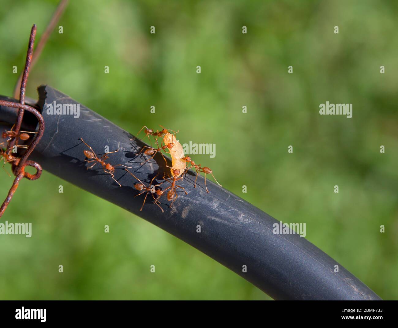 Weaver ants, green ants Stock Photo Alamy