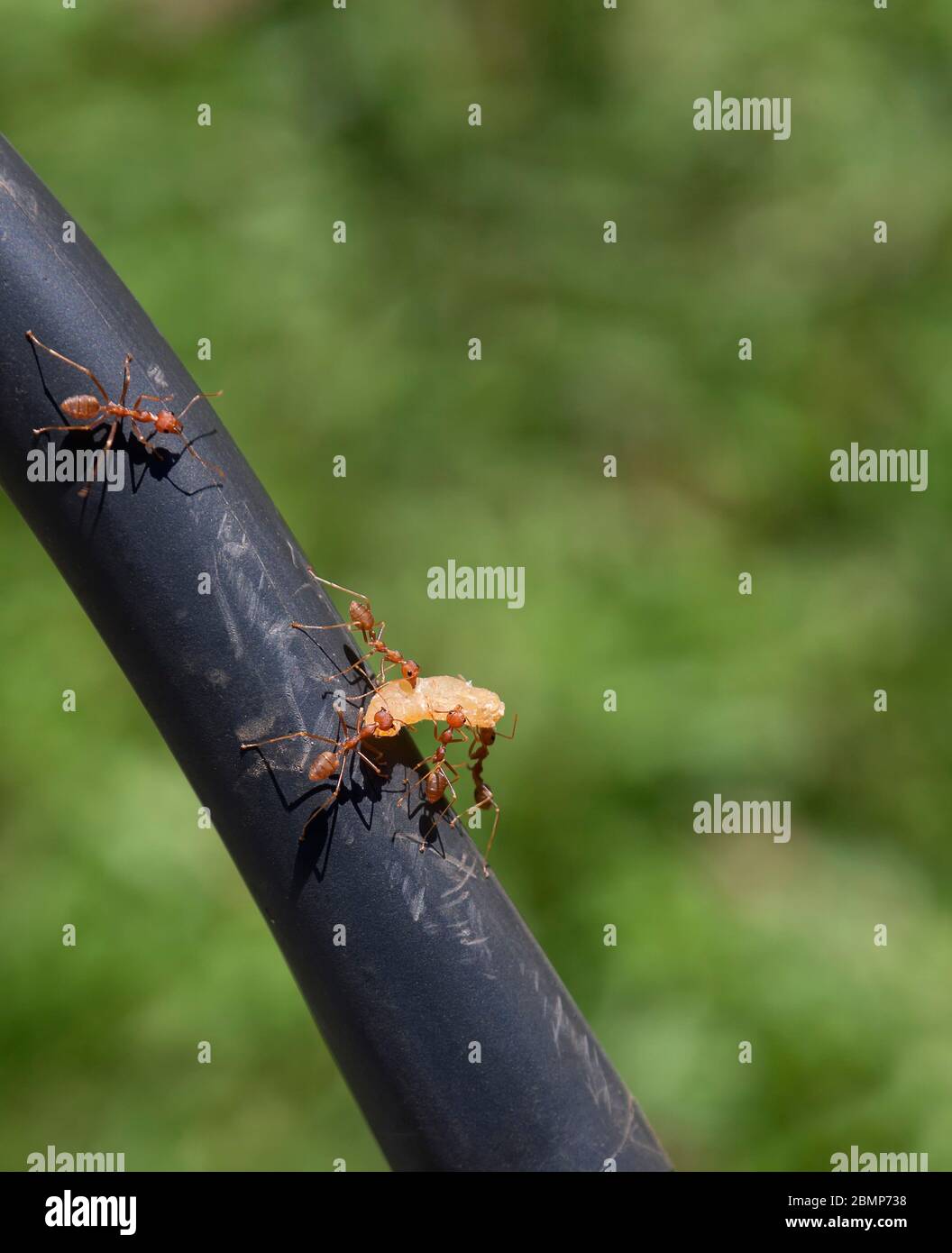 Weaver ants, green ants Stock Photo Alamy