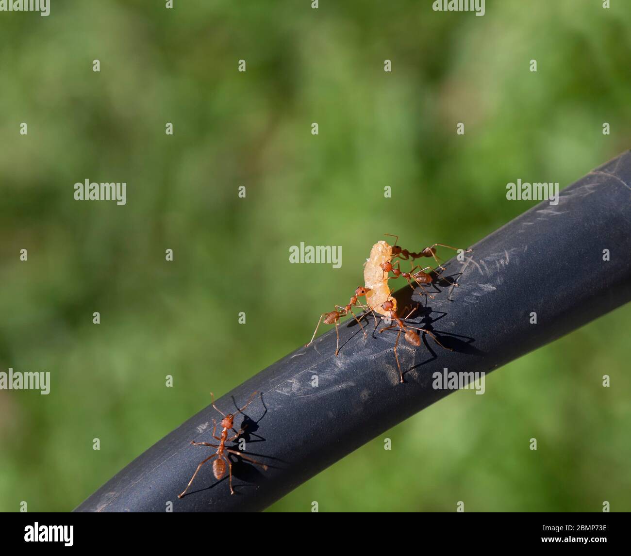 Weaver ants, green ants Stock Photo Alamy
