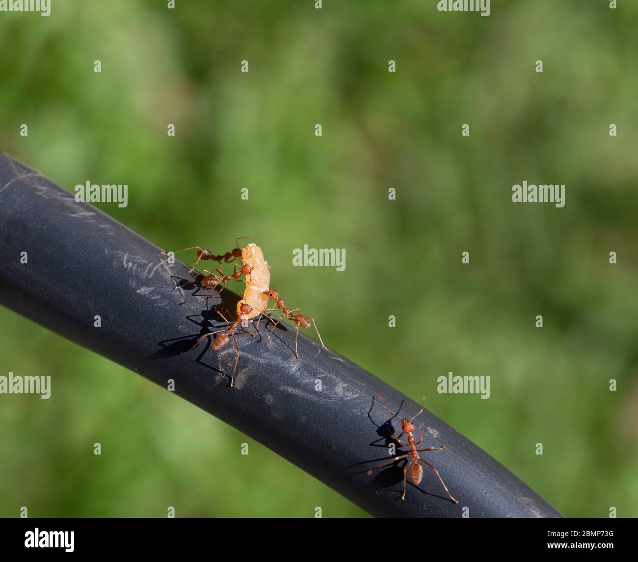 Weaver ants, green ants Stock Photo Alamy