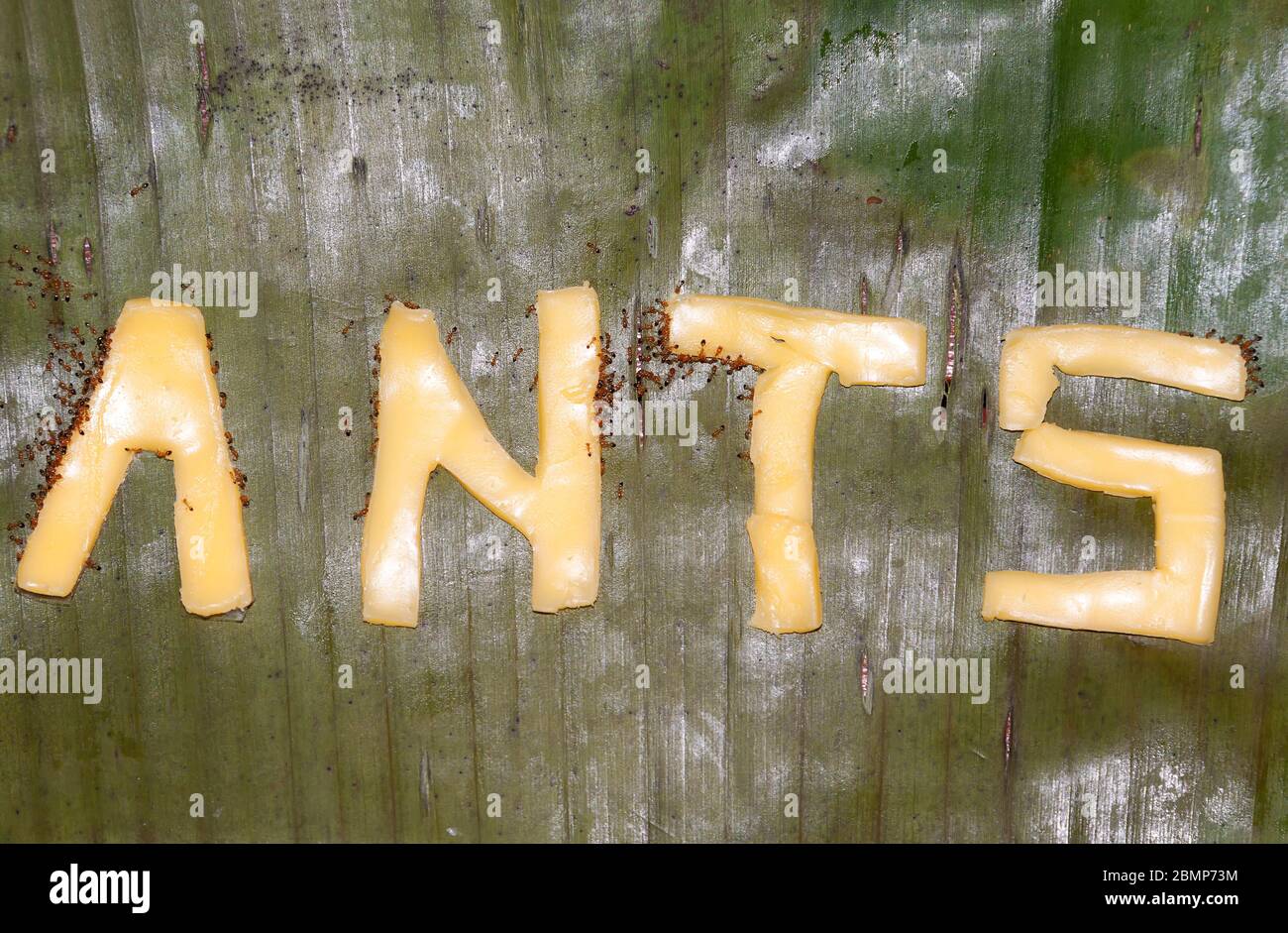 Using Ant In Lettering Pharaoh ants, lettering with cheese Stock Photo - Alamy